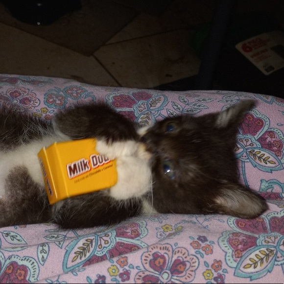 Meet your Posher, Dwana - Picture 15 of 16